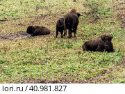 Aurochs in the forest. The European bison (Bison bonasus), also known as wisent or the European wood bison, Russia. Стоковое фото, фотограф VittoriaChe / Фотобанк Лори