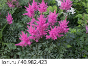 Розовая астильба (лат. Astilbe) Стоковое фото, фотограф Елена Орлова / Фотобанк Лори