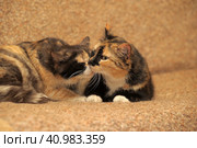 Two tricolor cats. Стоковое фото, фотограф Анна Кривицкая / Фотобанк Лори