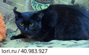 Black with a white spot cat on the chest on the couch. Стоковое фото, фотограф Анна Кривицкая / Фотобанк Лори