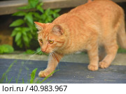 Young red cat in the summer garden near the house. Стоковое фото, фотограф Анна Кривицкая / Фотобанк Лори