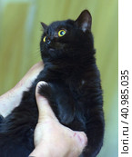 Little black plush kitten in hands. Стоковое фото, фотограф Анна Кривицкая / Фотобанк Лори