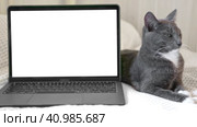 Laptop with white screen chromakey against Cat. Little gray cute sleepy Kitten. Online shopping, websites for pets, application. Mockup. Fluffy pet near white background with advertising copy space. Стоковое видео, видеограф Марина Демидюк / Фотобанк Лори