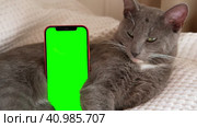 Phone, smartphone with green screen chromakey against Cat. Little gray cute sleepy Kitten. Online shopping, websites for pets, mobile applications. Mockup. Smart phone with green background and animal. Стоковое видео, видеограф Марина Демидюк / Фотобанк Лори