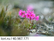 Полевые цветы Primula cuneifolia (примула клинолистная или первоцвет клинолистный). Маленькие цветы крупным планом. Красивые дикие растения. Весенняя природа. Малая глубина резкости и боке. Размытый фон. Крупный план. Стоковое фото, фотограф Андрей Степанов / Фотобанк Лори