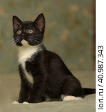 Black with white  little kitty. Стоковое фото, фотограф Анна Кривицкая / Фотобанк Лори