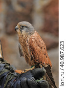 Kestrel perched on falconers glove. Стоковое фото, фотограф Анна Кривицкая / Фотобанк Лори