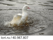 Greylag goose taking out the head of the water, goose, bird. Стоковое фото, фотограф Анна Кривицкая / Фотобанк Лори