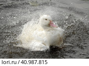 Greylag goose taking out the head of the water, goose, bird. Стоковое фото, фотограф Анна Кривицкая / Фотобанк Лори