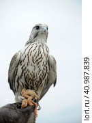 Falcon sitting on a hand. Стоковое фото, фотограф Анна Кривицкая / Фотобанк Лори