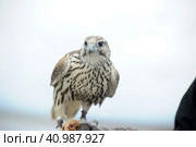 Falcon sitting on a hand. Стоковое фото, фотограф Анна Кривицкая / Фотобанк Лори