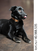 Beautiful black puppy on brown floor background. Стоковое фото, фотограф Анна Кривицкая / Фотобанк Лори
