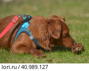 Small ginger dog of the Nevskaya Orchid breed. Стоковое фото, фотограф Анна Кривицкая / Фотобанк Лори