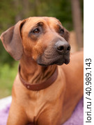 Rhodesian ridgeback dog in a collar. Стоковое фото, фотограф Анна Кривицкая / Фотобанк Лори