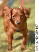 Small ginger dog of the Nevskaya Orchid breed. Стоковое фото, фотограф Анна Кривицкая / Фотобанк Лори