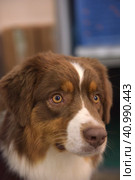 Australian shepherd dog. Стоковое фото, фотограф Анна Кривицкая / Фотобанк Лори
