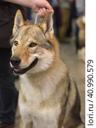Czechoslovak wolf dog. Стоковое фото, фотограф Анна Кривицкая / Фотобанк Лори