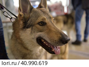 Czechoslovak wolf dog. Стоковое фото, фотограф Анна Кривицкая / Фотобанк Лори