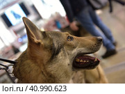 Czechoslovak wolf dog. Стоковое фото, фотограф Анна Кривицкая / Фотобанк Лори