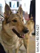 Czechoslovak wolf dog. Стоковое фото, фотограф Анна Кривицкая / Фотобанк Лори