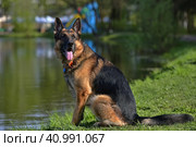 German Shepherd Sits. Стоковое фото, фотограф Анна Кривицкая / Фотобанк Лори