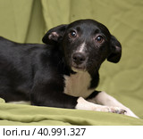 Black with a white dog mestizo ears up on a green background. Стоковое фото, фотограф Анна Кривицкая / Фотобанк Лори