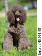 Brown royal poodle in the summer. Стоковое фото, фотограф Анна Кривицкая / Фотобанк Лори