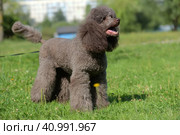 Brown royal poodle in the summer. Стоковое фото, фотограф Анна Кривицкая / Фотобанк Лори