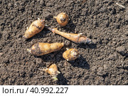 Выкапывание весной из земли на огороде корня топинамбура. Стоковое фото, фотограф Любовь Демус / Фотобанк Лори