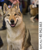 Czechoslovak wolf dog. Стоковое фото, фотограф Анна Кривицкая / Фотобанк Лори