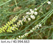 Flowers of the straggling shrub (lat.- Ochradenus baccatus) Стоковое фото, фотограф Irina Opachevsky / Фотобанк Лори