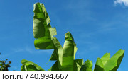 Banana tree, cultivated plant of the genus Banana Musa. Large green beautiful banana leaves sway in the wind. Blue sky. Banana plantation in Ecuador. Tropical sunny evening. Tourism and agriculture. Стоковое видео, видеограф Юлия Петровская / Фотобанк Лори