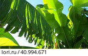 Banana tree, cultivated plant of the genus Banana Musa. Large green beautiful banana leaves sway in the wind. Blue sky. Banana plantation in Ecuador. Tropical sunny evening. Tourism and agriculture. Стоковое видео, видеограф Юлия Петровская / Фотобанк Лори