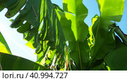 Banana tree, cultivated plant of the genus Banana Musa. Large green beautiful banana leaves sway in the wind. Blue sky. Banana plantation in Ecuador. Tropical sunny evening. Tourism and agriculture. Стоковое видео, видеограф Юлия Петровская / Фотобанк Лори