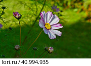 Розовый цветок космеи дваждыперистой (лат. Cosmos bipinnatus) крупным планом на зеленом размытом фоне. Pink flower of Cosmos bipinnatus (lat. Cosmos bipinnatus) close-up on a green blurred background. Стоковое фото, фотограф Владимир Шарый / Фотобанк Лори