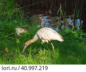Beautiful Eurasian Spoonbill or common spoonbill (Platalea leucorodia) walking in green lawn near shallow water hunting for food. Стоковое фото, фотограф Саблин Станислав / Фотобанк Лори