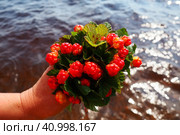 Rubus chamaemorus is a species of flowering plant rose family Rosaceae, native to cool temperate regions. Cloudberry, nordic berry, bakeapple, knotberry, aqpik or low-bush salmonberry, averin or evron. Стоковое фото, фотограф Юлия Петровская / Фотобанк Лори