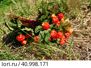 Rubus chamaemorus is a species of flowering plant rose family Rosaceae, native to cool temperate regions. Cloudberry, nordic berry, bakeapple, knotberry, aqpik or low-bush salmonberry, averin or evron. Стоковое фото, фотограф Юлия Петровская / Фотобанк Лори