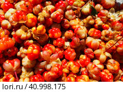 Rubus chamaemorus is a species of flowering plant rose family Rosaceae, native to cool temperate regions. Cloudberry, nordic berry, bakeapple, knotberry, aqpik or low-bush salmonberry, averin or evron. Стоковое фото, фотограф Юлия Петровская / Фотобанк Лори