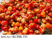 Rubus chamaemorus is a species of flowering plant rose family Rosaceae, native to cool temperate regions. Cloudberry, nordic berry, bakeapple, knotberry, aqpik or low-bush salmonberry, averin or evron. Стоковое фото, фотограф Юлия Петровская / Фотобанк Лори