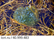 Frog caviar underwater in a swamp. spring time. Стоковое фото, фотограф Татьяна Терехина / Фотобанк Лори