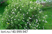 Dasiphora fruticosa blooming bush in the cottage garden landscape. Landscaping of the city park, alley. Potentilla. Shrubby cinquefoil, golden hardhack, cinquefoil, five-finger. Widdy and kuril tea. Стоковое видео, видеограф Марина Демидюк / Фотобанк Лори