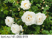 Куст с цветущими розами. Белые розы. Bush with blooming roses. White Rose. Стоковое фото, фотограф Ольга Митряева / Фотобанк Лори