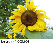 Яркий подсолнух. Подсолнечник (лат. Helianthus, «цветок солнца») происходит от греческих слов helios («солнце») и anthemon («цветок»). Стоковое фото, фотограф Сергей Елизарьев / Фотобанк Лори