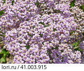 Тысячелистник обыкновенный, или Порезная трава (Achillea millefolium) — многолетнее травянистое растение.  Используется как лекарственное, пряное, декоративное и медоносное растение. Стоковое фото, фотограф Сергей Елизарьев / Фотобанк Лори