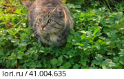 Young hungry cat looking at fresh fish hanging on fishing rod. Tasty and wholesome meal for pets. Carnivores. Funny tabby Cat Trying to Catch a Carp. Big Cat Watching the fish outdoors. Fishing. Стоковое видео, видеограф Марина Демидюк / Фотобанк Лори