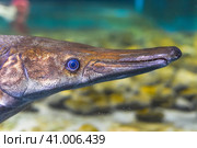 Alligator Gar fish swimming in an aquarium close-up. Стоковое фото, фотограф Татьяна Терехина / Фотобанк Лори