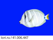 Sailfin tang in aquarium on blue background close-up. Стоковое фото, фотограф Татьяна Терехина / Фотобанк Лори