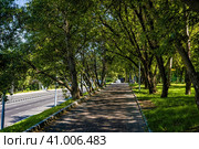 Пешеходная дорожка в тени деревьев (Щербинки-1, Нижний Новгород) (2023 год). Стоковое фото, фотограф Илья Старков / Фотобанк Лори