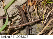 A quick or ordinary lizard basks in the garden under the rays of the spring sun. Quick lizard, or an ordinary lizard (lat. Lacerta agilis) is a species of lizard from the family of true lizards. Стоковое фото, фотограф Андрей Жигальцов / Фотобанк Лори